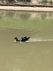 Cairina moschata domestica