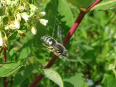 Bembix americana spinolae