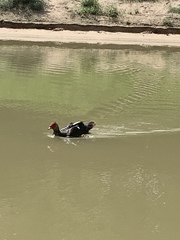 Cairina moschata domestica