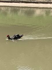 Cairina moschata domestica