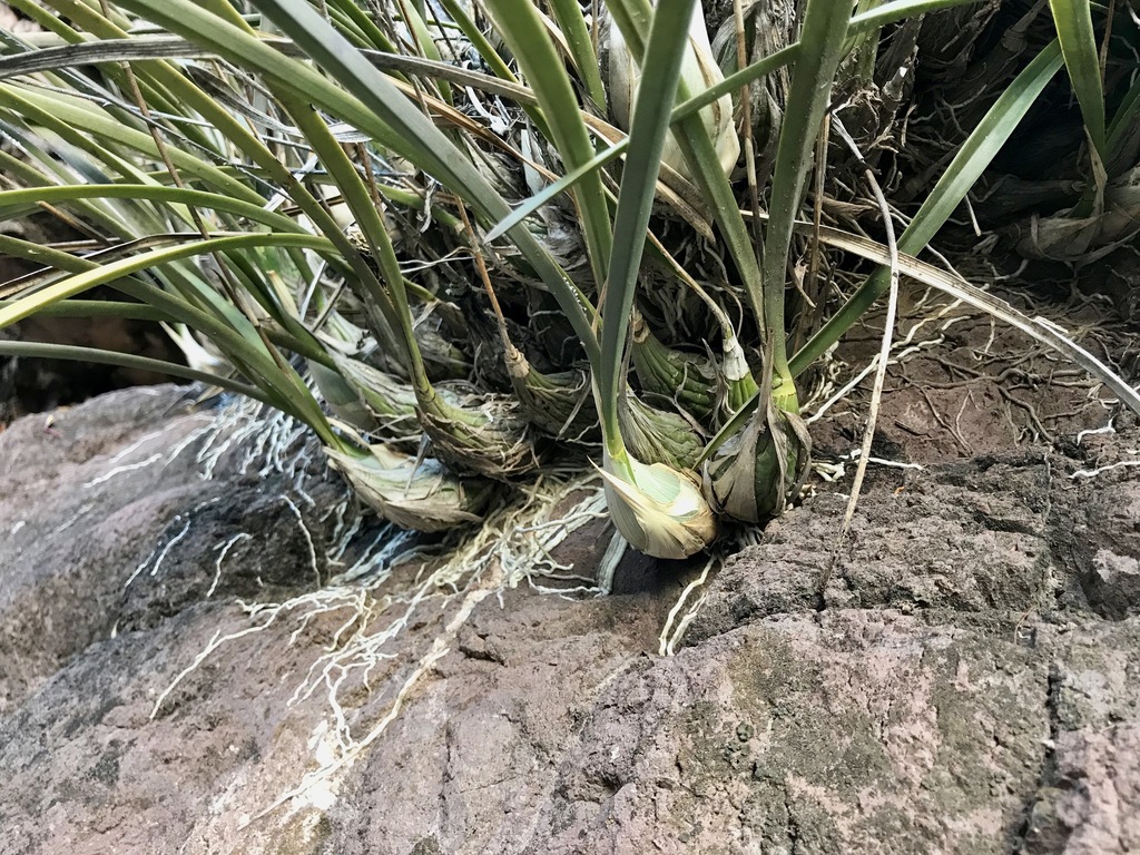 Encyclia adenocarpos (Lex.) Schltr. 2
