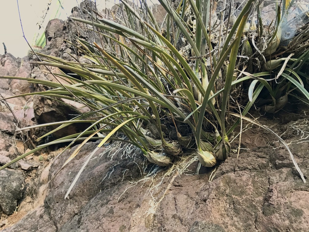Encyclia adenocarpos