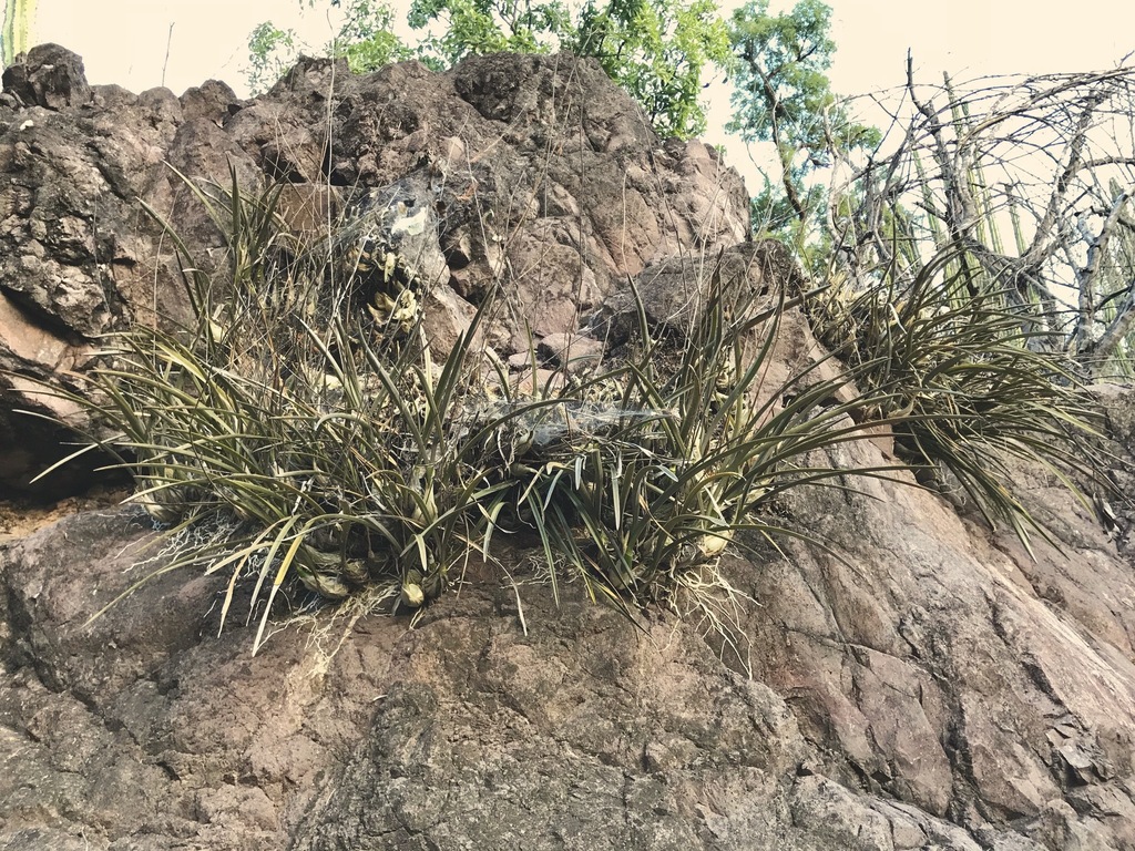 Encyclia adenocarpos (Lex.) Schltr. 3