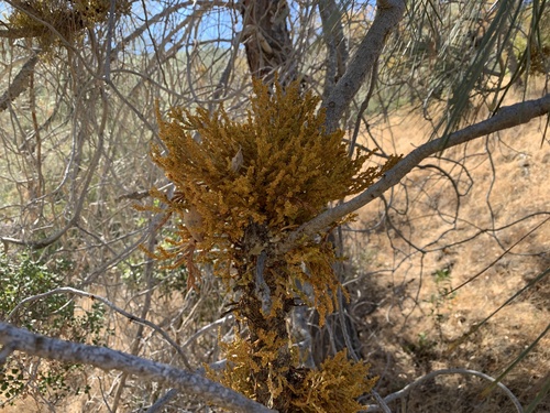 Image of gray pine dwarf-mistletoe by (c) Neal Kelso, some rights reserved (CC BY)