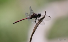 Orthemis ambinigra