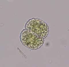 Cosmarium punctulatum