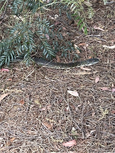 Diamond Python sighting