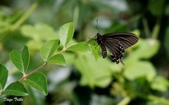 Parides bunichus