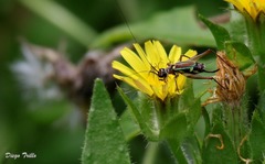 Phylloscyrtus amoenus
