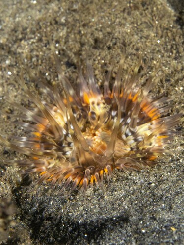 Elegant anemone, Los Angeles County, CA, USA, photo 7 of 10