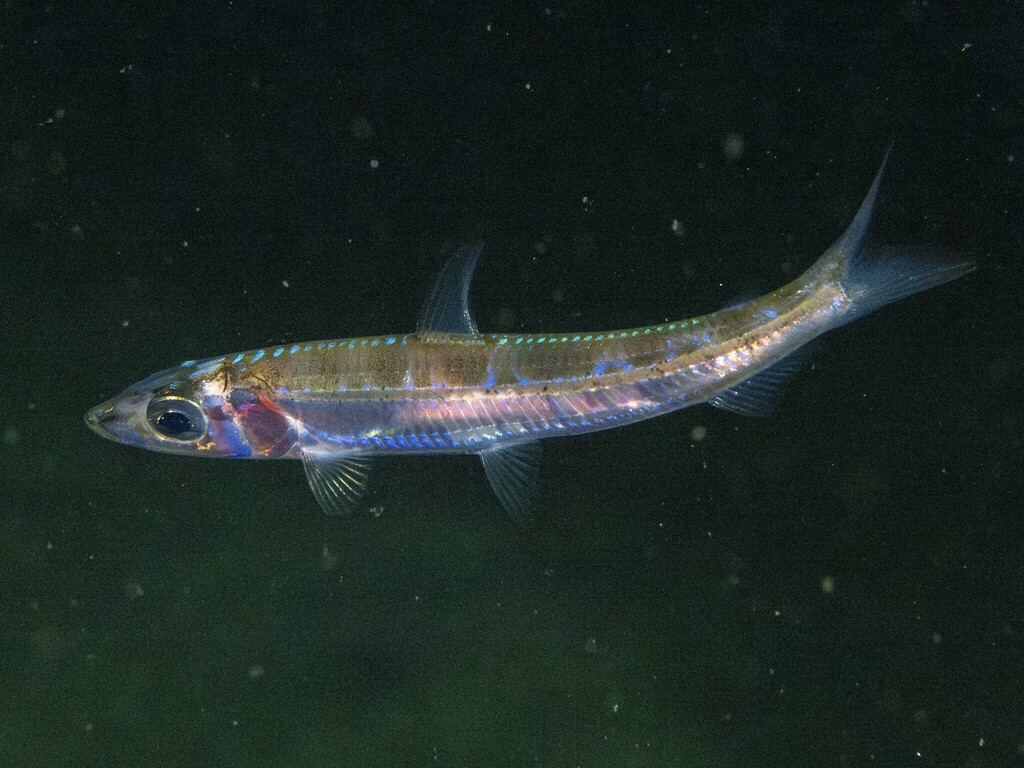 North-pacific argentine (Argentina sialis) — Argentinidae