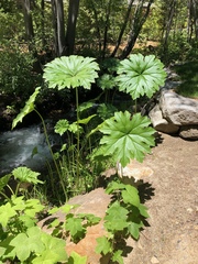Darmera peltata