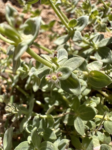 Image of Galium grayanum by (c) Matt Berger, some rights reserved (CC BY)