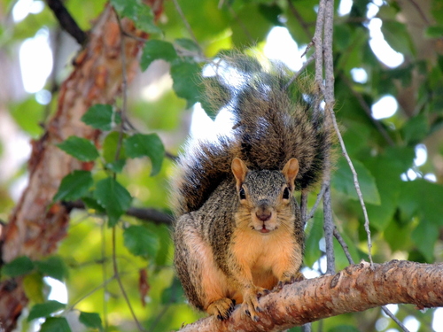 Eastern Fox Squirrel photographed in Idaho