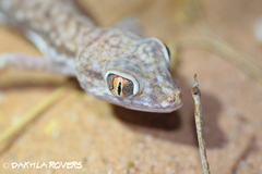 Stenodactylus petrii