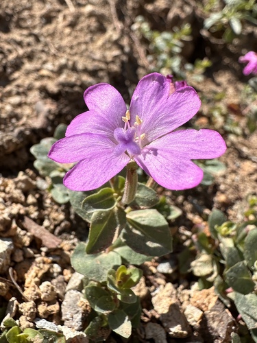 Image of Epilobium obcordatum by (c) Matt Berger, some rights reserved (CC BY)