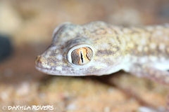 Stenodactylus petrii