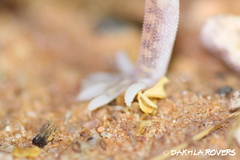 Stenodactylus petrii