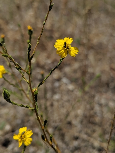 Image of Deinandra pentactis by no rights reserved
