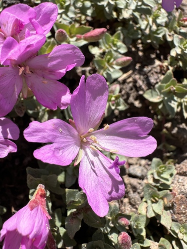 Image of Epilobium obcordatum by (c) Matt Berger, some rights reserved (CC BY)
