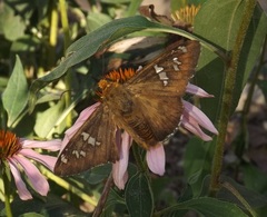 Apyrrothrix araxes
