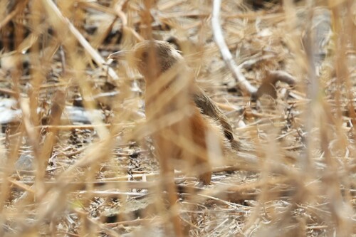 Rufous Chatterer (Argya rubiginosa), photo 5