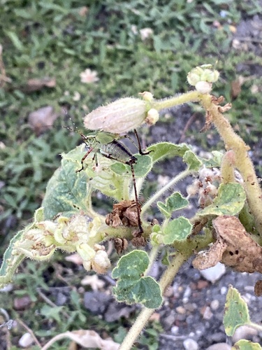 Image of Proboscidea louisianica by no rights reserved