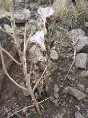 Ipomoea durangensis