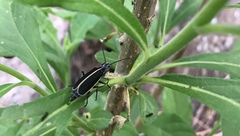 Epicauta cinctipennis