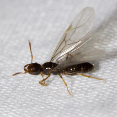 Acanthomyops
