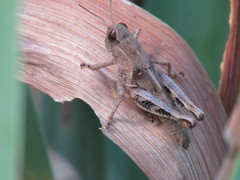 Melanoplus ponderosus