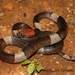 False Cat-eyed Snake - Photo (c) Alejandro Calzada, some rights reserved (CC BY-NC), uploaded by Alejandro Calzada