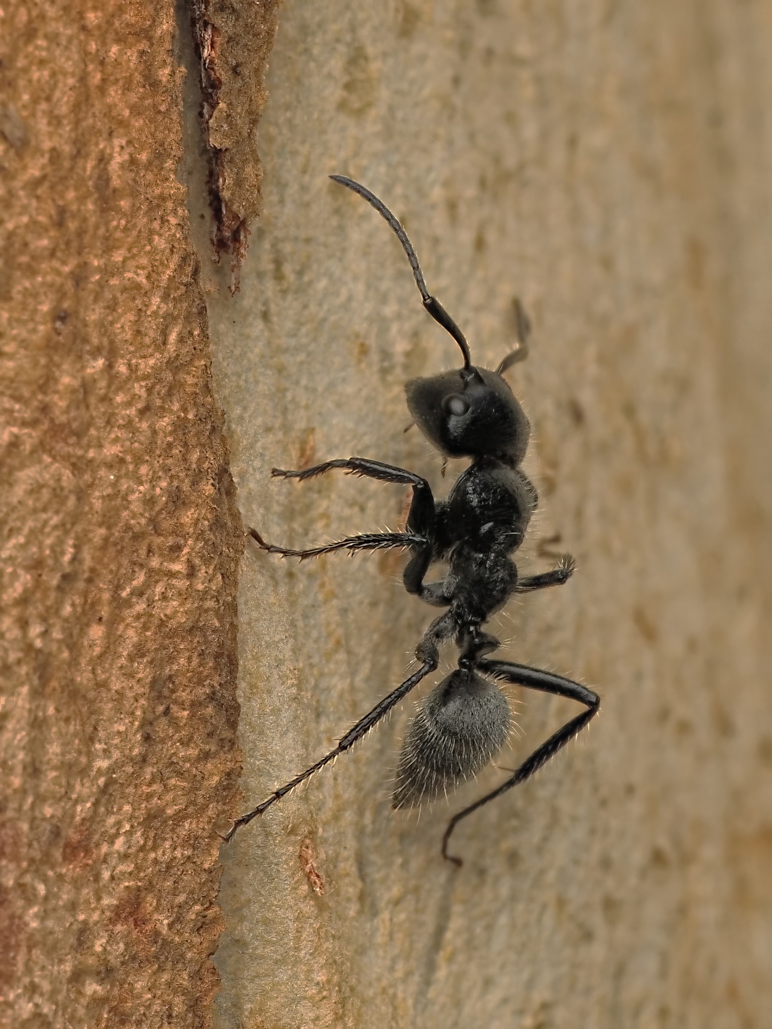 Calomyrmex impavidus