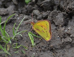 Colias lesbia