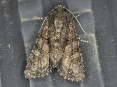 Oligia tusa