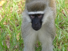 Chlorocebus pygerythrus