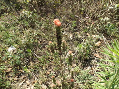 Castilleja arvensis arvensis