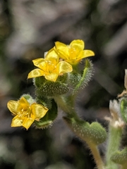 Mentzelia micrantha
