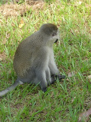Chlorocebus pygerythrus