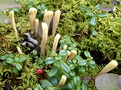 Clavariadelphus ligula