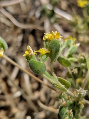 Mentzelia micrantha