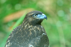 Buteo jamaicensis