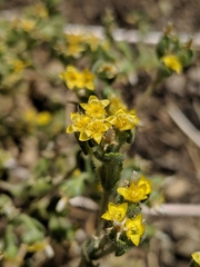 Mentzelia micrantha