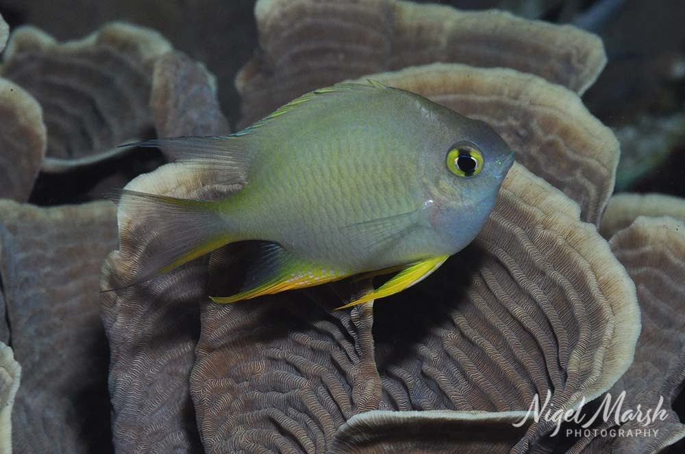 Ternate damselfish (Amblyglyphidodon ternatensis) — Pomacentridae