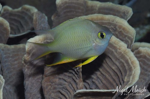 Ternate damselfish (Amblyglyphidodon ternatensis) — Pomacentridae