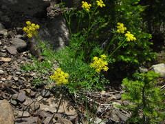 Lomatium brandegeei