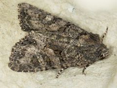 Oligia tusa