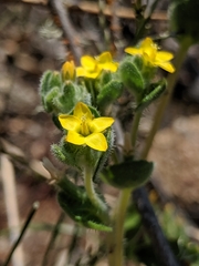 Mentzelia micrantha