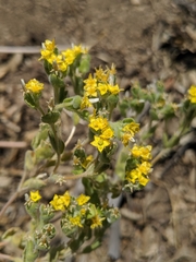 Mentzelia micrantha