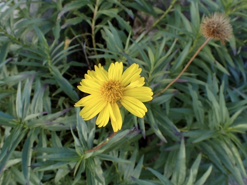 Chaetymenia peduncularis, photograph 3